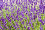 English Lavender Hidcote Blue - Lavandula Angustifolia