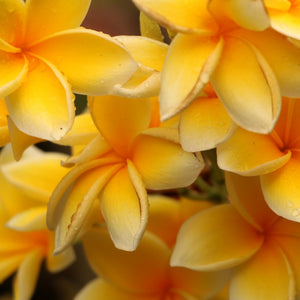 Island Dream™ Yellow Frangipani - Plumeria