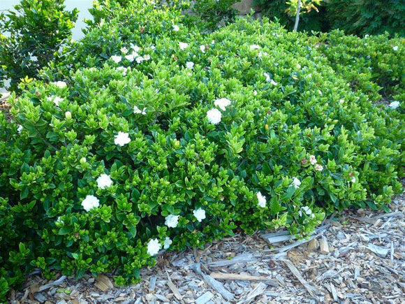 Gardenia Florida | Buy Gardenia Augusta Florida Online