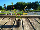 Glossy Abelia - Abelia x Grandiflora