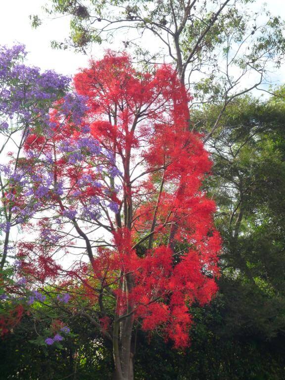 Illawarra Flame Tree - Brachychiton Acerifolia