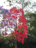Illawarra Flame Tree - Brachychiton Acerifolia