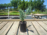 Juniperus Blue Rug - Juniperus Horizontalis