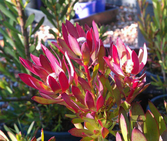 Devil's Blush - Leucadendron Salignum