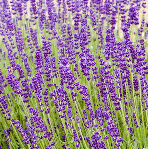 English Lavender Grosso - Lavandula x Intermedia