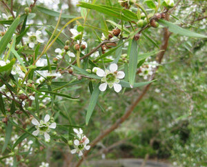 Lemon Scented Tea tree - Leptospermum Petersonii