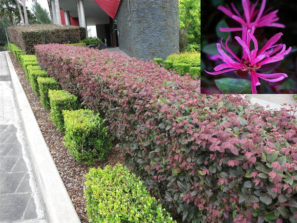 Loropetalum China Pink | Fringe Flower | Buy Online