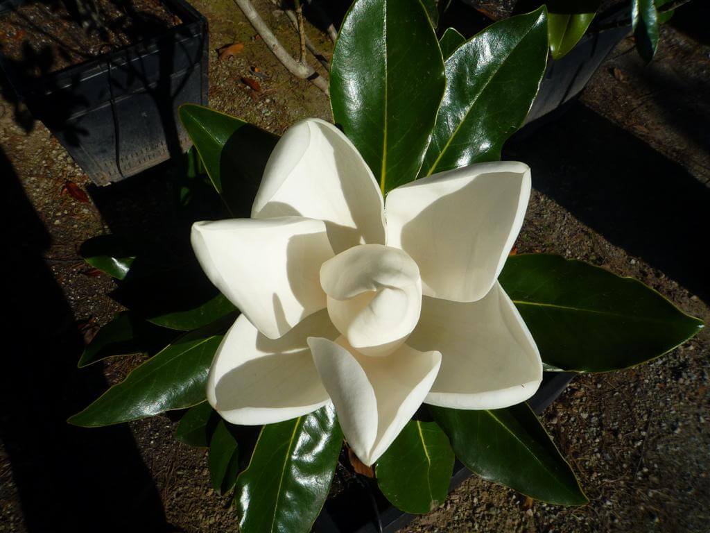 Plants Online Buy Garden & Tube Stock Plants Online Australia