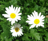 Marguerite White Daisy - Argyranthemum