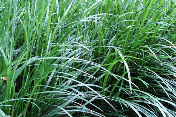 Mondo Grass - Ophiopogon Japonicus