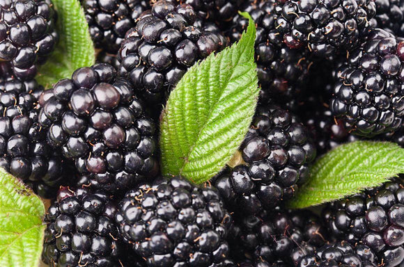 Mulberry Black - Morus Nigra