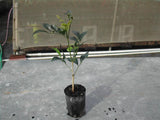 Murraya Hedge | Orange Jasmine - Murraya Paniculata