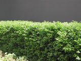 Murraya Hedge | Orange Jasmine - Murraya Paniculata