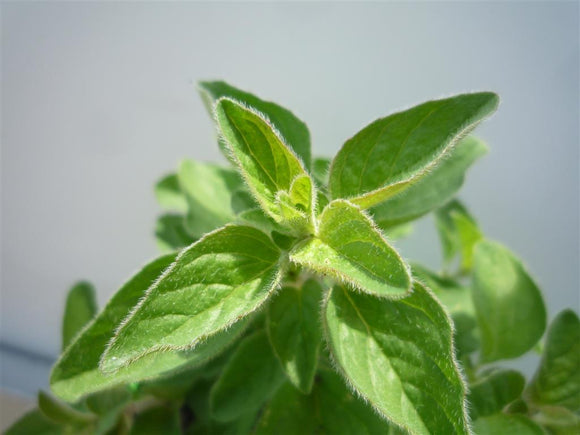 Oregano Greek Herb - Origanum Heracleaticum