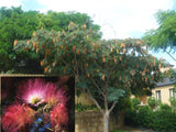 Persian Silk Tree - Albizia Julibrissin Rosea