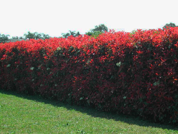 Photinia Red Robin - Photinia x fraseri