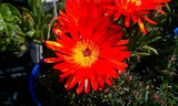 Pigface Orange - Mesembryanthemum