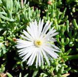 Pigface White - Mesembryanthemum