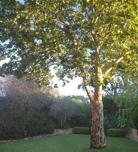 Plane Trees | Platanus x Acerifolia This large deciduous tree has maple like leaves that turn yellow to brown in autumn. When young it forms a pyramidal shape but as it matures the branches spread out making it a great shade tree.  London Plane Tree