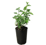 Polka Dot plant Green - Hypeostas phyllostachya