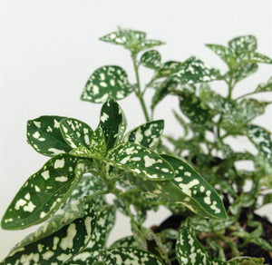 Polka Dot plant Green - Hypeostas phyllostachya