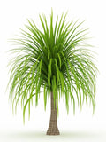 Ponytail Palm - Beaucarnea Recurvata