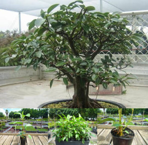 Port Jackson Fig - Ficus Rubiginosa