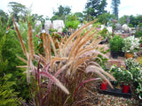 Purple Fountain Grass - Pennisetum advena Rubrum