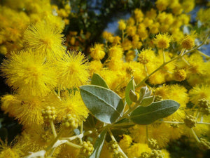 Silver Wattle - Acacia podalyriifolia (Queensland Silver Wattle)