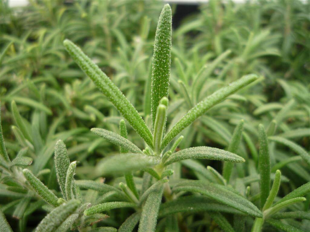 Plants Online Buy Garden & Tube Stock Plants Online Australia