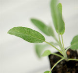 Sage herb - Salvia officinalis