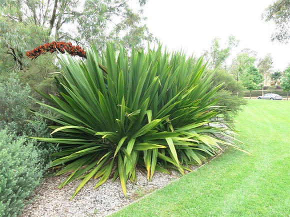 Giant Spear Lily - Doryanthes Palmeri