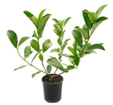 Sweet Viburnum - Viburnum Odoratissimum (150mm pot)