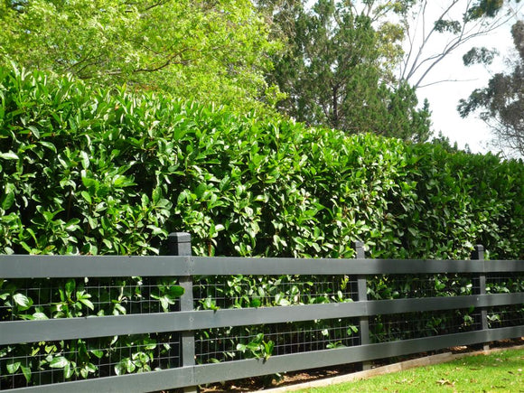 Viburnum Hedge | Sweet Viburnum Odoratissimum Hedge