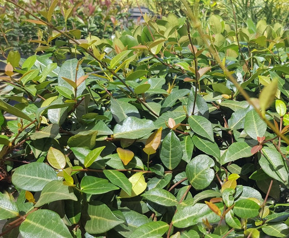Asiatic Jasmine - Trachelospermum asiaticum
