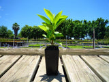 Yesterday Today Tomorrow Plant - Brunfelsia Latifolia