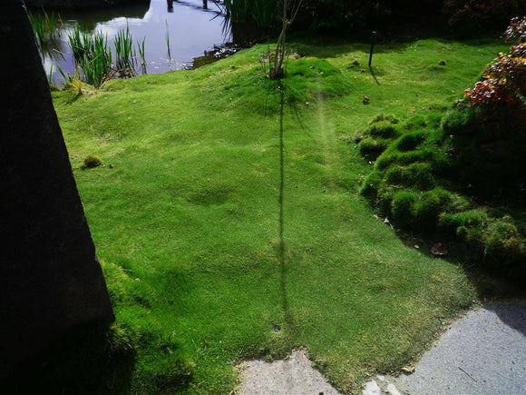 Zoysia Tenuifolia - Korean Velvet Grass
